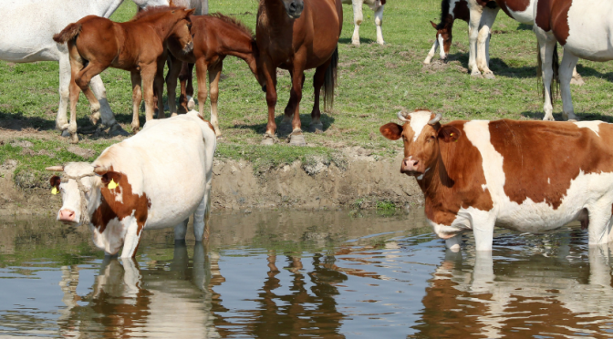 El agua y la industria de la carne