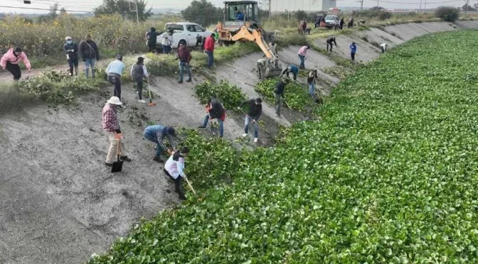 Estado de México – Laguna de Zumpango alcanza nivel óptimo mientras lirio acuático aumenta (Milenio)