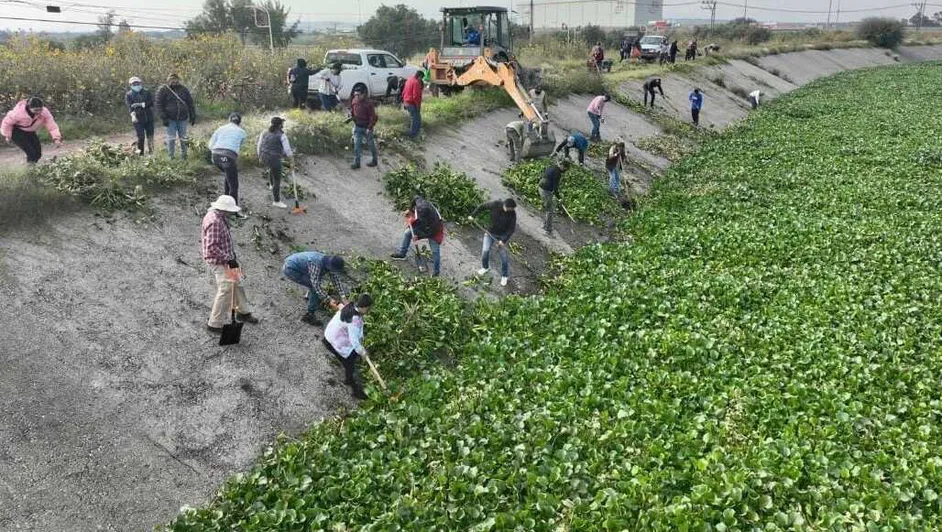 Estado de México – Laguna de Zumpango alcanza nivel óptimo mientras lirio acuático aumenta (Milenio)