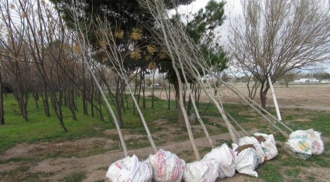 Chihuahua – Reforestación, abastecimiento de agua y bienestar animal, ejes de nueva admin de Partido Verde (El Heraldo de Juárez)