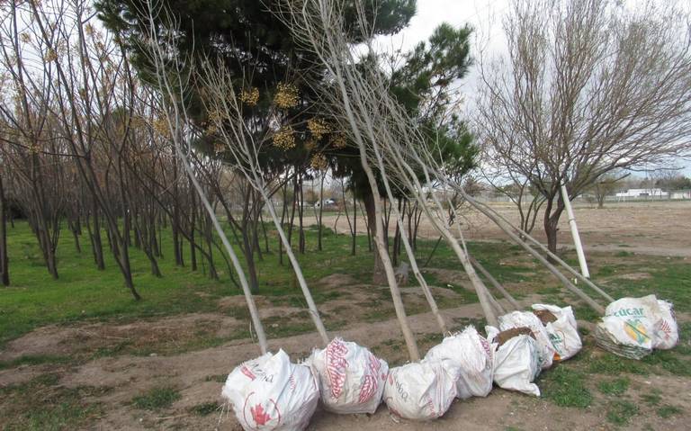 Chihuahua – Reforestación, abastecimiento de agua y bienestar animal, ejes de nueva admin de Partido Verde (El Heraldo de Juárez)