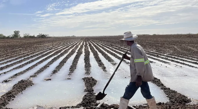 Sonora – Productores experimentan la reconversión de cultivos ante la escasez de agua en Sonora (El Sol de Hermosillo)