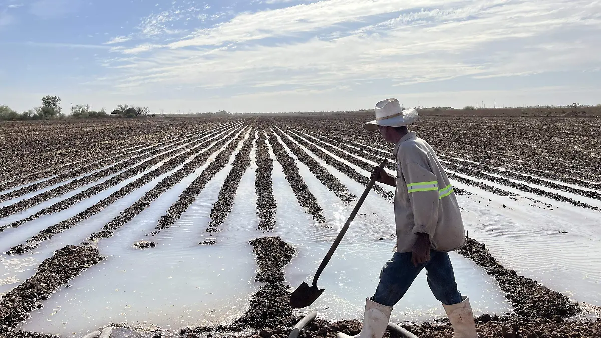 Sonora – Productores experimentan la reconversión de cultivos ante la escasez de agua en Sonora (El Sol de Hermosillo)