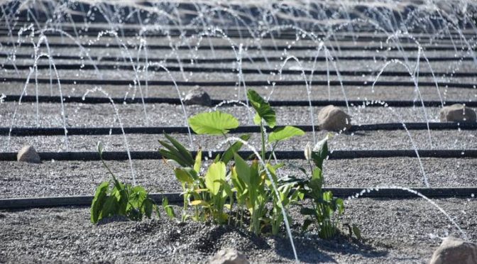 Baja California Nortr – Inauguran humedal artificial para limpiar agua en Mexicali (La Voz de la Frontera)