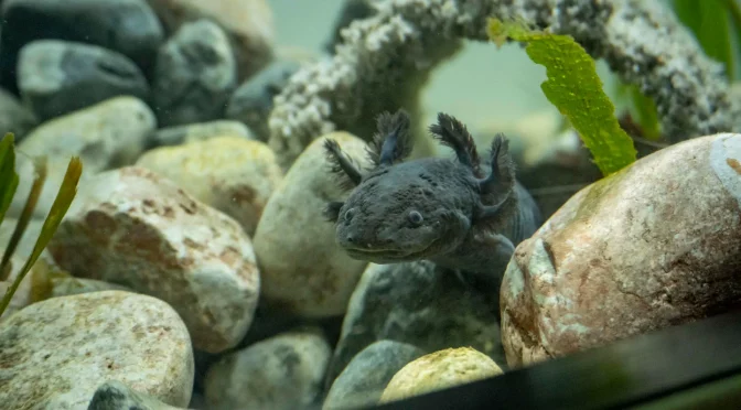 Internacional – Los ‘Monstruos del agua’, una exposición en Ecuador para proteger a los ajolotes mexicanos (López-Dóriga)