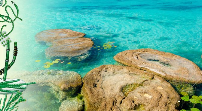 Quintana Roo – Laguna de Bacalar. Una historia bacteriana congelada en el tiempo (Ciencia UNAM)