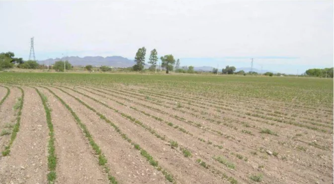 Chihuahua – Busca estado implementar IA para eficientar uso de agua en la producción agrícola (El Heraldo de Chihuahua)