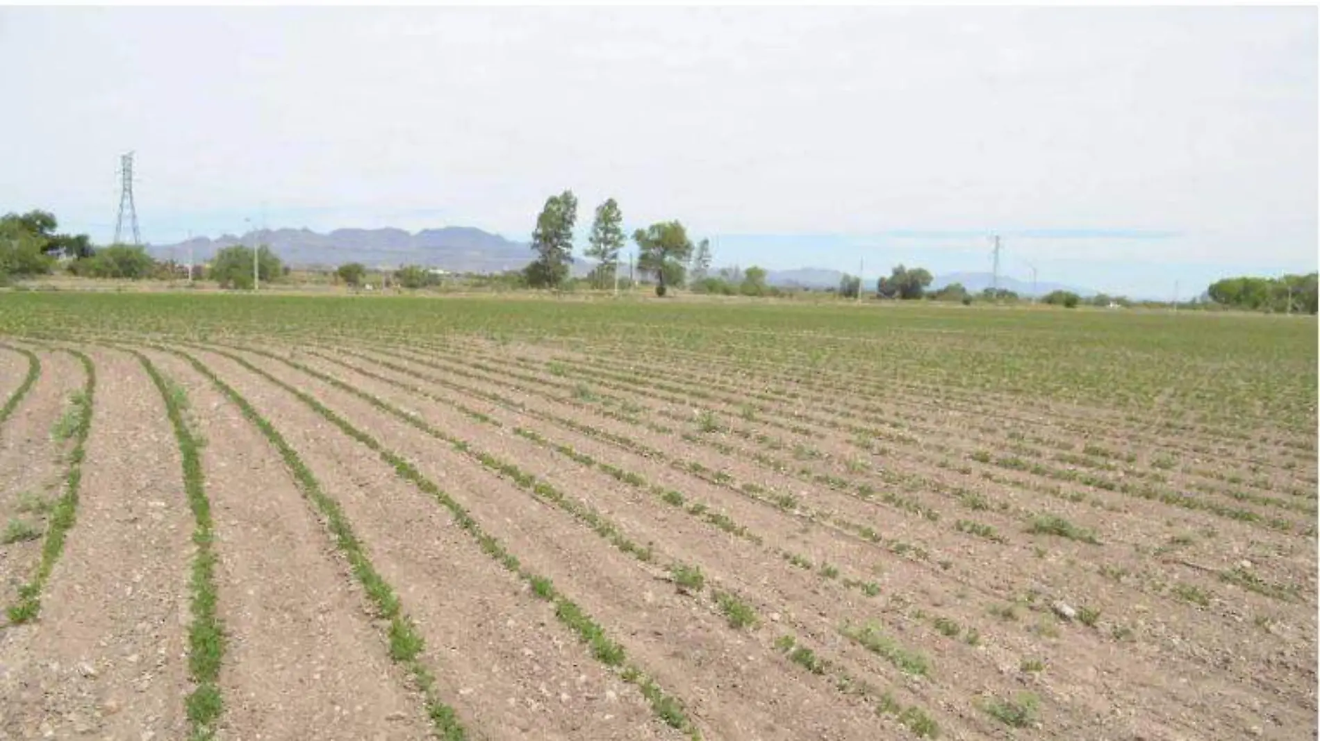 Chihuahua – Busca estado implementar IA para eficientar uso de agua en la producción agrícola (El Heraldo de Chihuahua)