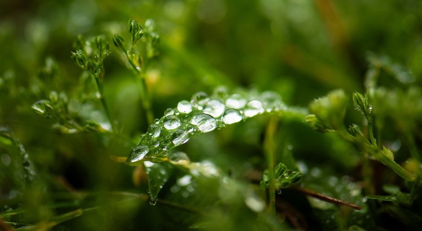 Mundo – Un estudio revela el rápido retorno del agua del suelo a la atmósfera a través de las plantas (iAgua)