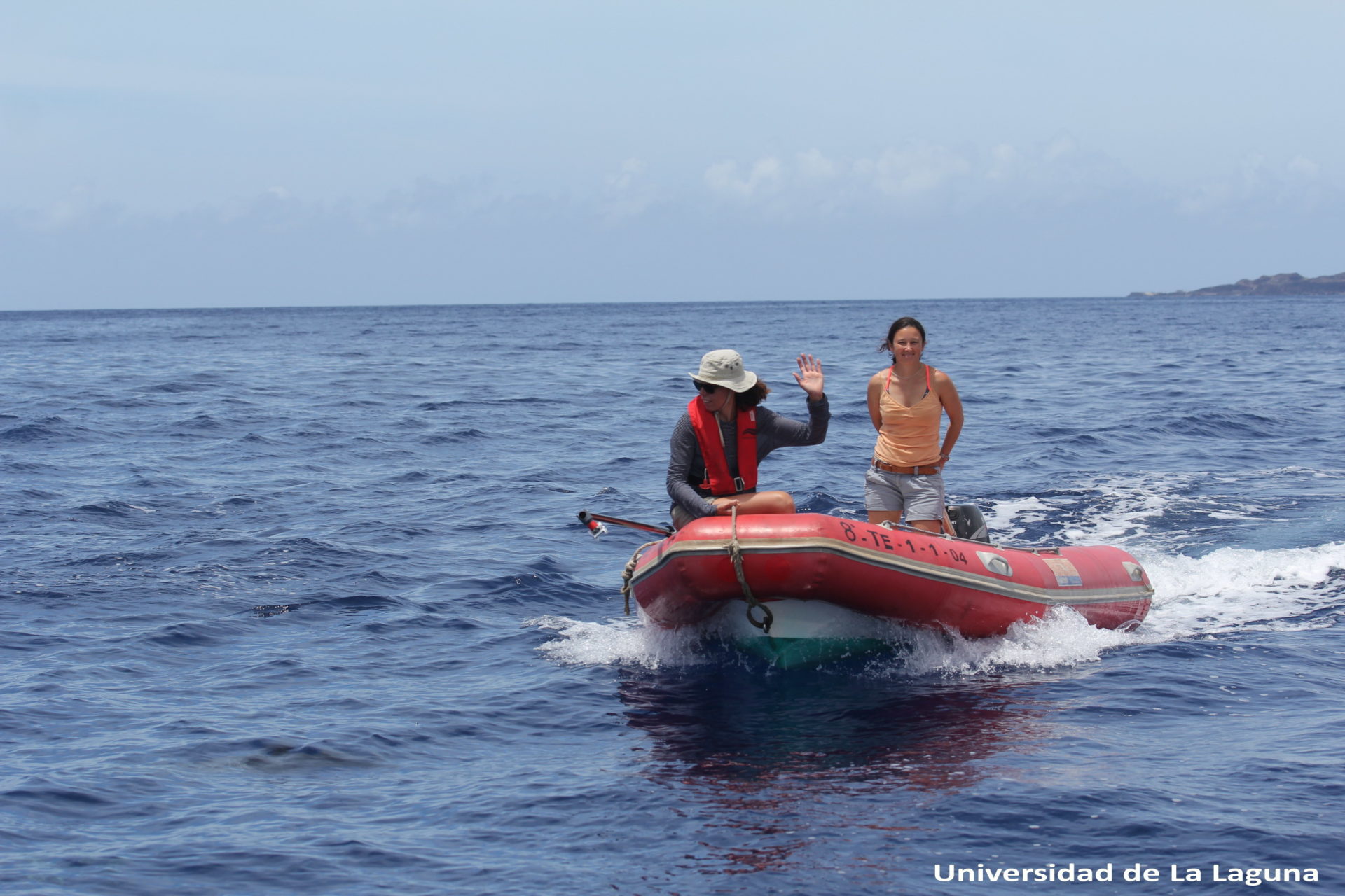 Los zifios: grandes desconocidos marinos que necesitan protección (AQUAE Fundación)