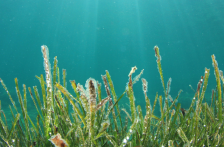 Internacional – Científicos chilenos desarrollan tecnología con algas marinas para eliminar arsénico del agua (teleSUR)