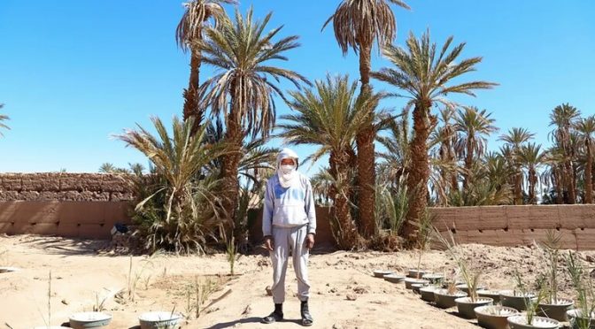 Mundo – Cambio climático devasta los oasis de Marruecos (Infobae)