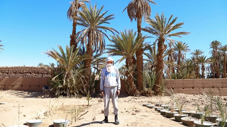 Mundo – Cambio climático devasta los oasis de Marruecos (Infobae)
