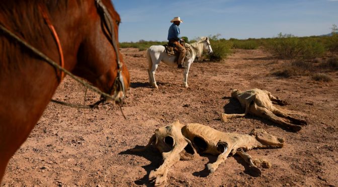 México – Productores en alerta por sequía prolongada y agotamiento de pozos (El País)