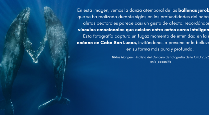 ¿Ballenas o Gas? Sobre el Gas “Natural” en México y la defensa del territorio