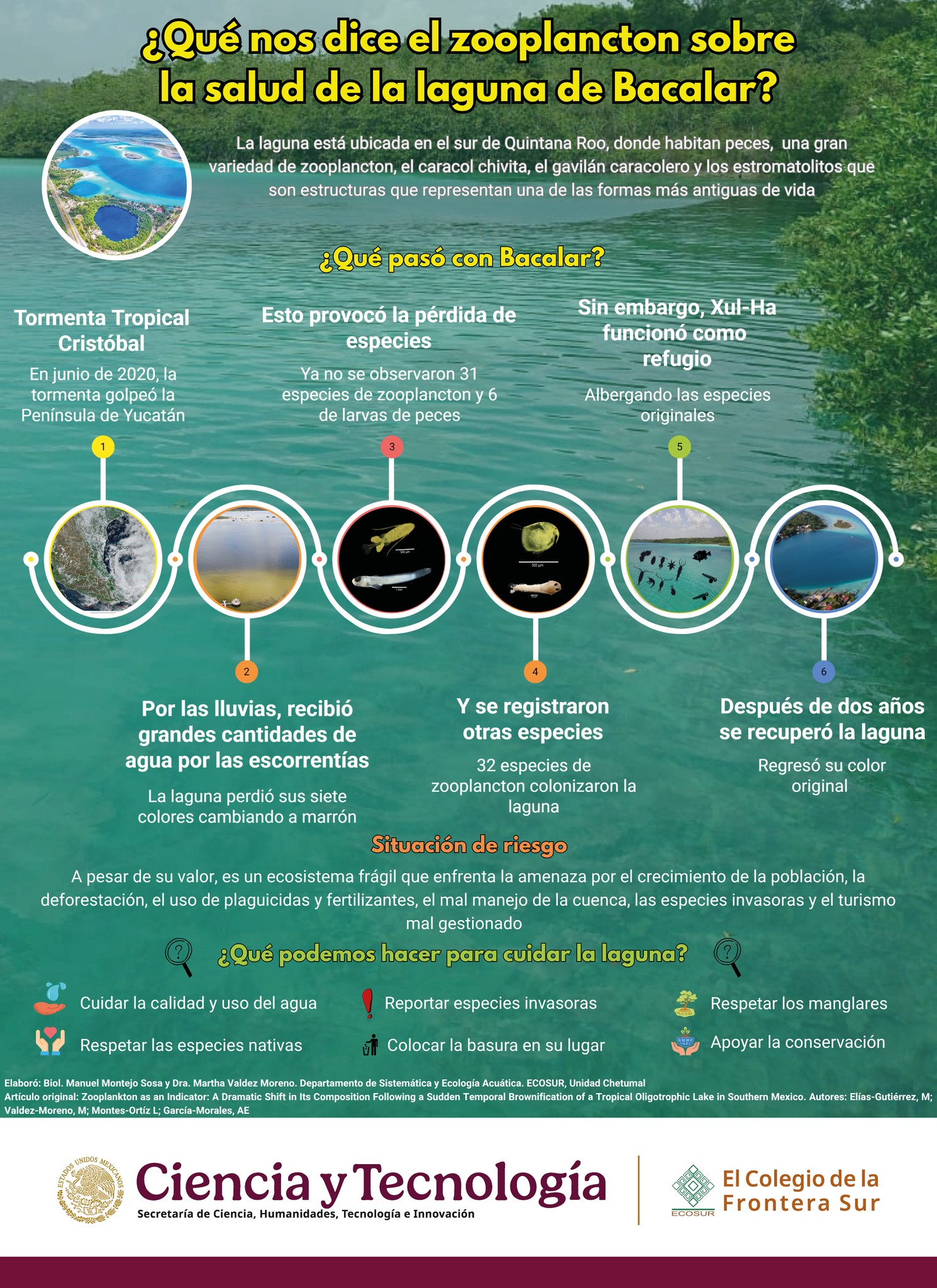 Infografía – ¿Qué nos dice el zooplancton sobre la salud de la laguna de Bacalar? (Ecosur)
