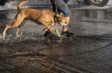 Puebla-Suma una semana sin atender una fuga de agua en la 19 Poniente y la 11 Sur (La Jornada)
