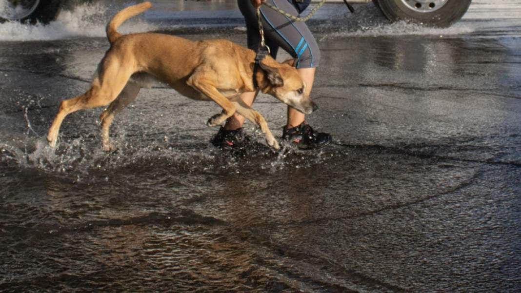 Puebla-Suma una semana sin atender una fuga de agua en la 19 Poniente y la 11 Sur (La Jornada)