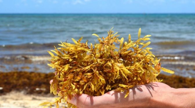 México – Sargazo para purificar agua (Mega Noticias)