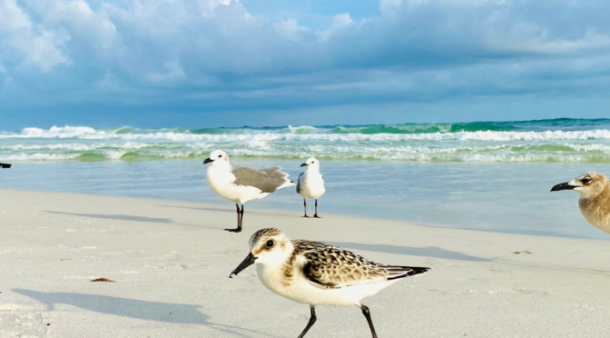 Día mundial de las aves playeras