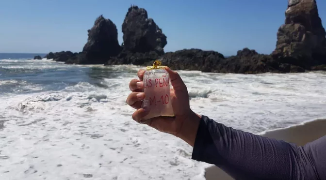 México – Playas Mx: app donde puedes consultar la calidad del agua de las playas mexicanas. ( El Sol de Morelia)