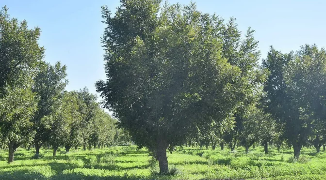 Coahuila – Las nogaleras de La Laguna sobreviven pese a la falta de agua. (El Sol de la Laguna)