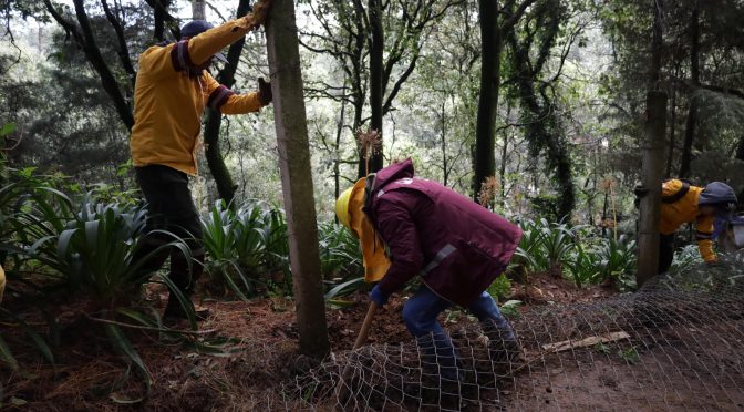 CDMX.-Protegen 15 hectáreas del Bosque de Agua en Santa Rosa Xochiac, Cuajimalpa (Sedema)
