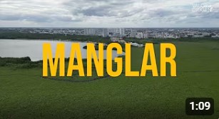 Video –  Huracanes y manglares: la defensa natural contra el cambio climático (Conecto.mx)