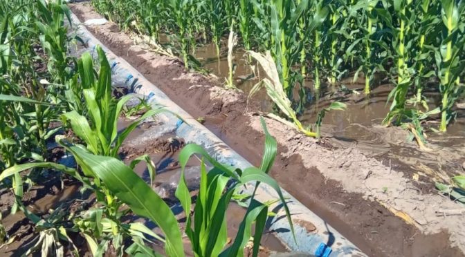 Mundo – La inteligencia artificial y la agricultura empiezan a competir por el agua. (Clarín)