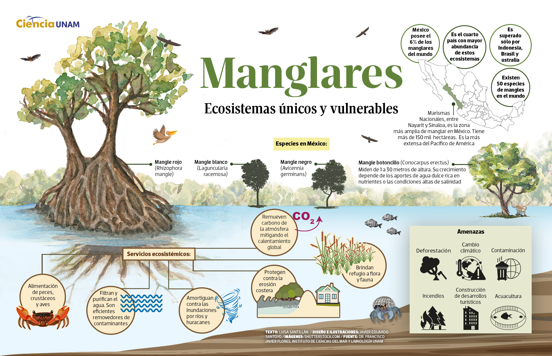 Infografía “Manglares” sobre Ciencia  (UNAM Global)