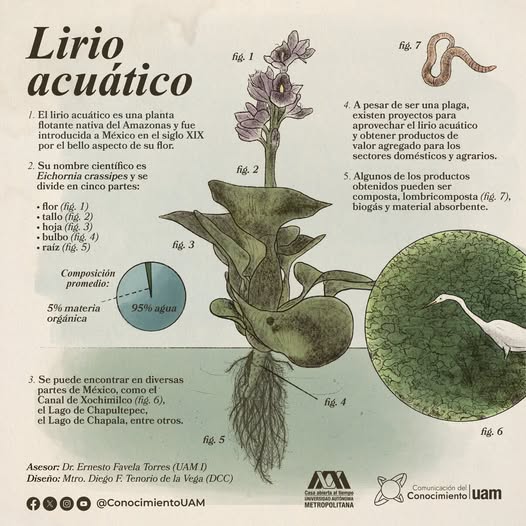 Lirio acuático (UAM)
