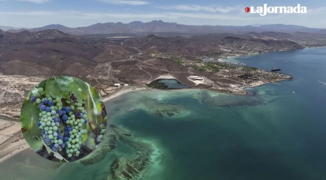 Mexicali – Reforma a Ley de Aguas no garantiza justicia hídrica: productores del Valle de Guadalupe. ( La Jornada)