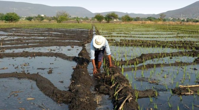 México-Conagua aclara puntos de reforma a la Ley de Aguas; asegura garantía de derechos de agricultores (IMER Noticias)