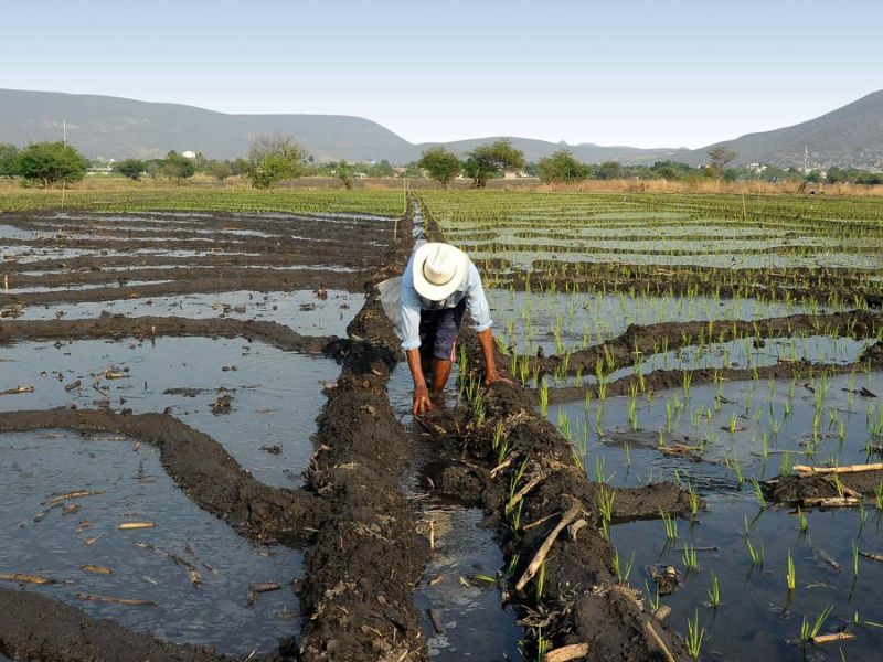 México-Conagua aclara puntos de reforma a la Ley de Aguas; asegura garantía de derechos de agricultores (IMER Noticias)