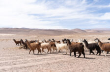 Internacional-La minería de litio podría amenazar un recurso precioso, el agua: Voces desde el Territorio | OPINIÓN (Mongabay)