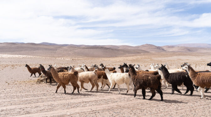 Internacional-La minería de litio podría amenazar un recurso precioso, el agua: Voces desde el Territorio | OPINIÓN (Mongabay)
