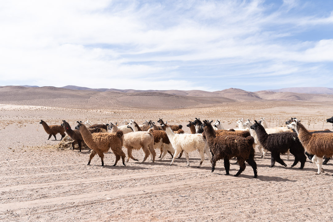 Internacional-La minería de litio podría amenazar un recurso precioso, el agua: Voces desde el Territorio | OPINIÓN (Mongabay)