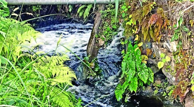 Veracruz-Contaminación de represa deja sin agua a 4 mil en Veracruz; son varias las comunidades afectadas (Excelsior)