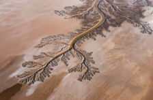 Internacional-Revivir al Río Colorado: Utilizan abejas y agua para restaurar el delta que unía a Estados Unidos con México (Aristegui)