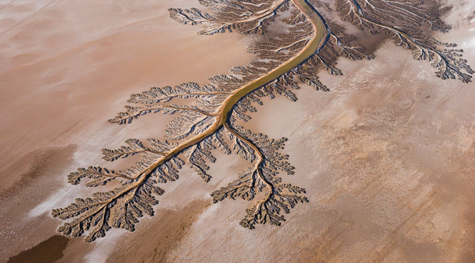 Internacional-Revivir al Río Colorado: Utilizan abejas y agua para restaurar el delta que unía a Estados Unidos con México (Aristegui)