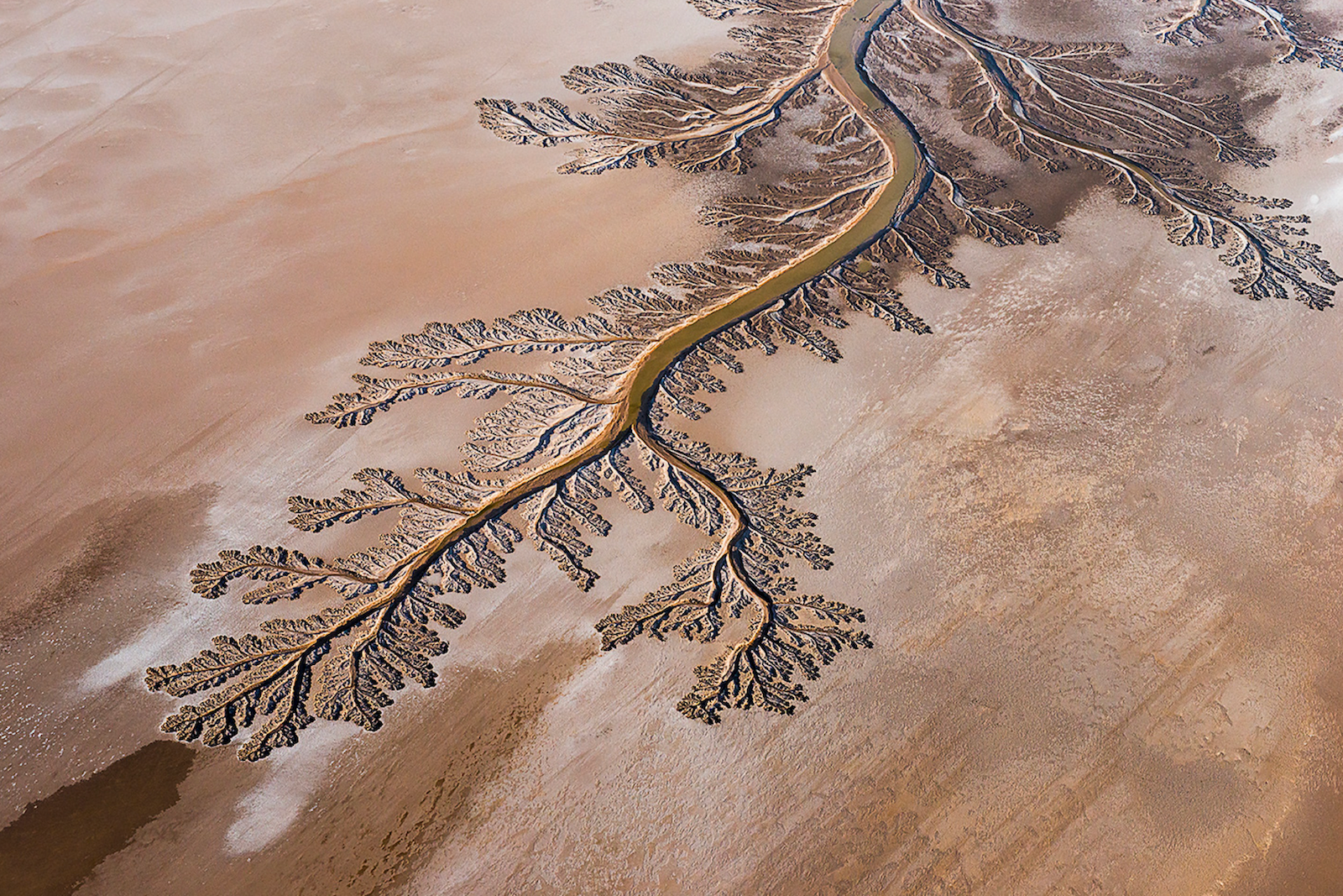 Internacional-Revivir al Río Colorado: Utilizan abejas y agua para restaurar el delta que unía a Estados Unidos con México (Aristegui)