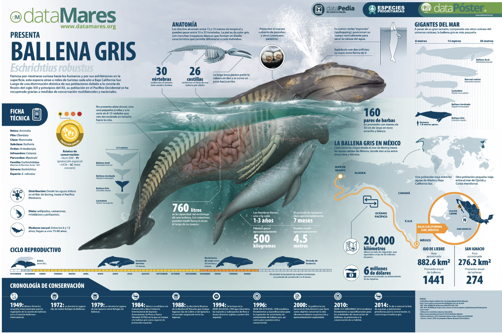 Infografía- Ballena gris (Data Mares)