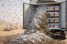 Internacional-Millones de abejas “congeladas” no salvaron el Sáhara: colmenas derretidas a 70 °C y la técnica de media luna que sí retiene el agua (Ecoticias)