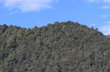 Morelos–Tala clandestina en Bosque de Agua disminuyó, asegura Semarnat (El Sol de Cuernavaca)