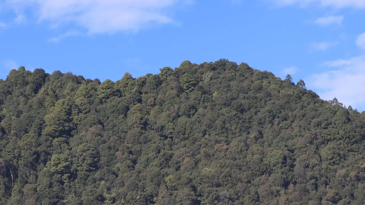 Morelos–Tala clandestina en Bosque de Agua disminuyó, asegura Semarnat (El Sol de Cuernavaca)