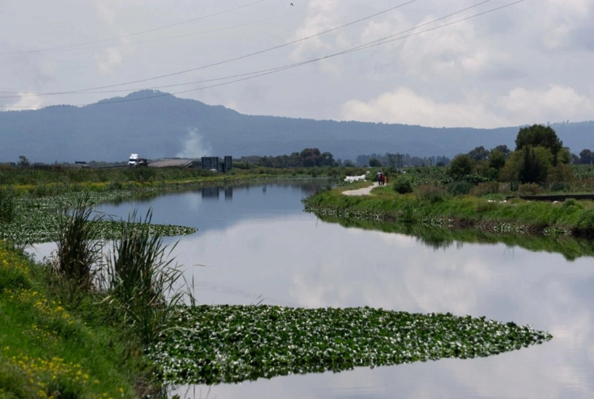 México-Gobierno federal activa estrategia contra plantas invasoras acuáticas (La Jornada)
