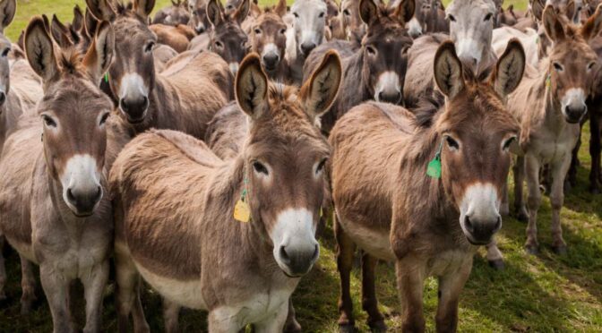 Internacional-Los burros salvajes podrían estar “creando agua” en el desierto: la hipótesis se apoya en la capacidad de estos animales para excavar en cauces secos y en el interés creciente por sus efectos ecológicos (Ecoticias)