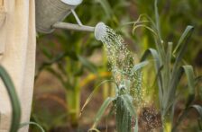 Sinaloa, Sonora y Baja California-Producir más con menos agua, la nueva ecuación agrícola del noroeste (Bien Informado)