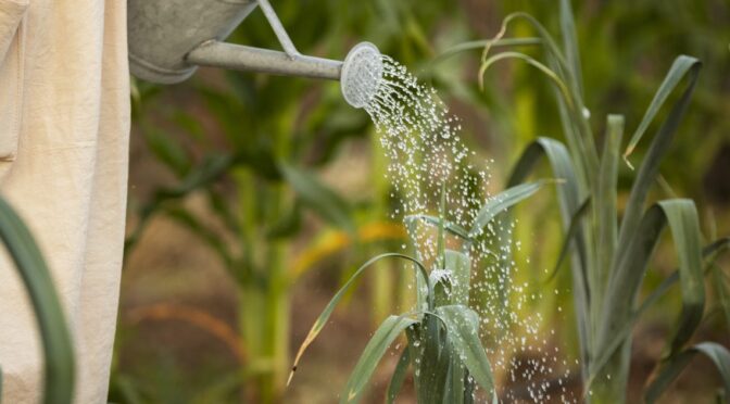 Sinaloa, Sonora y Baja California-Producir más con menos agua, la nueva ecuación agrícola del noroeste (Bien Informado)