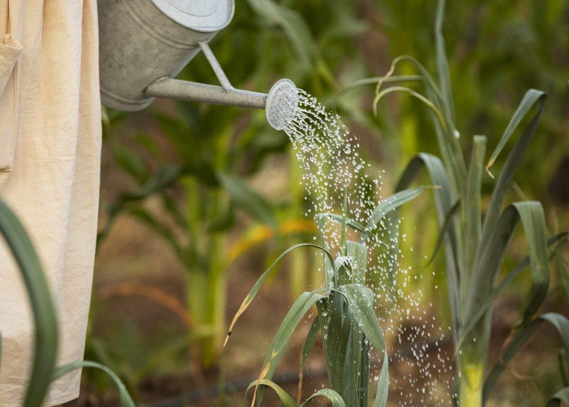 Sinaloa, Sonora y Baja California-Producir más con menos agua, la nueva ecuación agrícola del noroeste (Bien Informado)